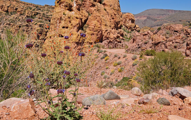 Salvia columbariae, Chia